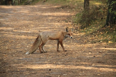 棕色狐狸白天在棕色的土路上行走